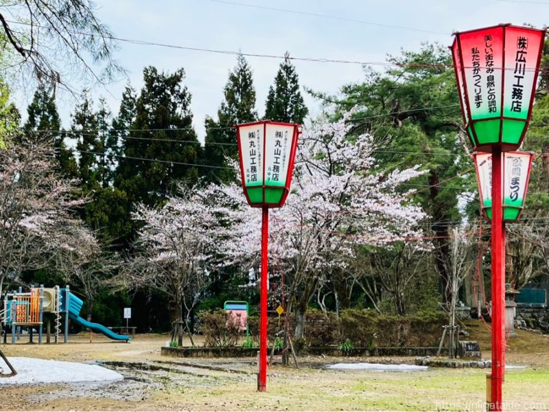 小千谷市内3か所の桜スポットを巡ってみました