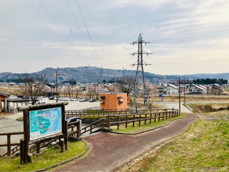 小千谷市内3か所の桜スポットを巡ってみました