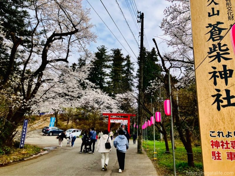長岡の蒼柴神社と悠久山公園の桜を