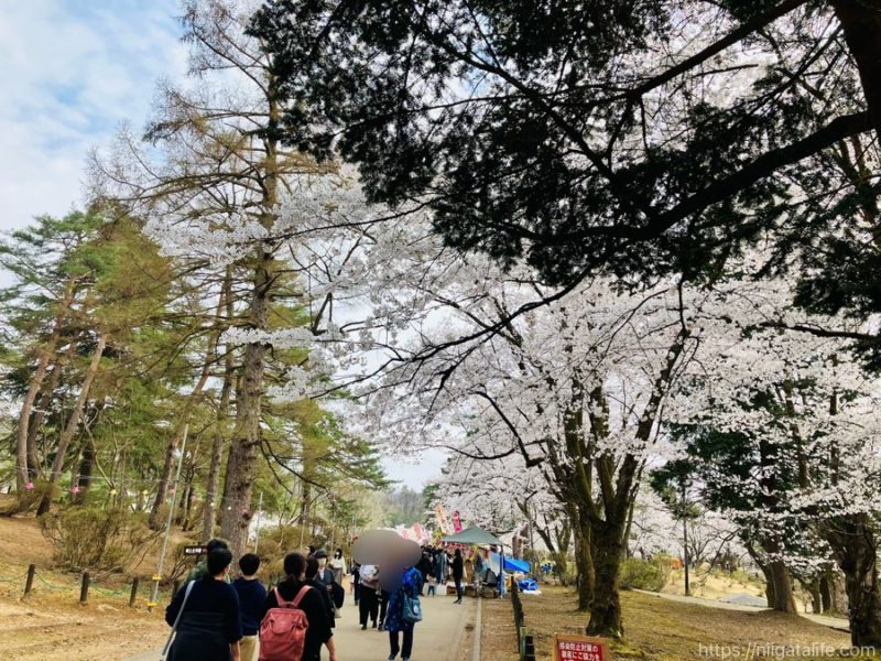 長岡の蒼柴神社と悠久山公園の桜を