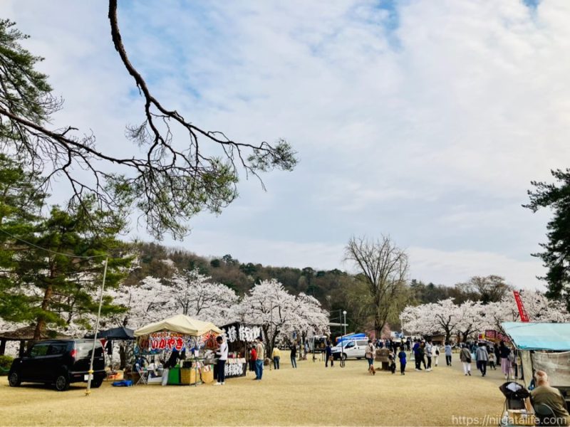 長岡の蒼柴神社と悠久山公園の桜を