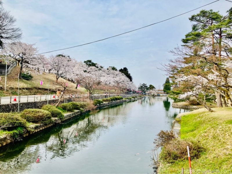長岡の蒼柴神社と悠久山公園の桜を