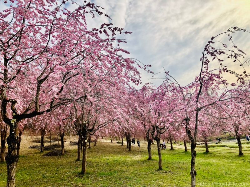 長岡の蒼柴神社と悠久山公園の桜を