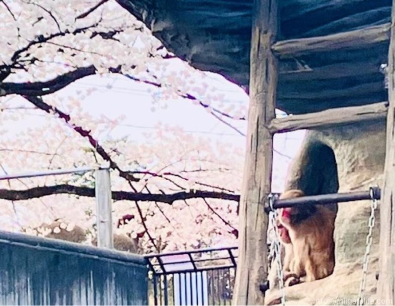 長岡の蒼柴神社と悠久山公園の桜を
