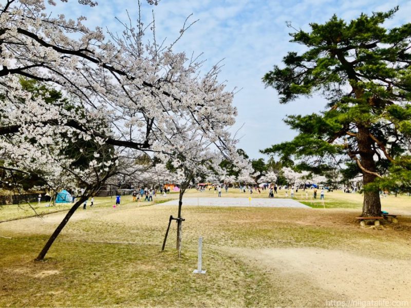 長岡の蒼柴神社と悠久山公園の桜を
