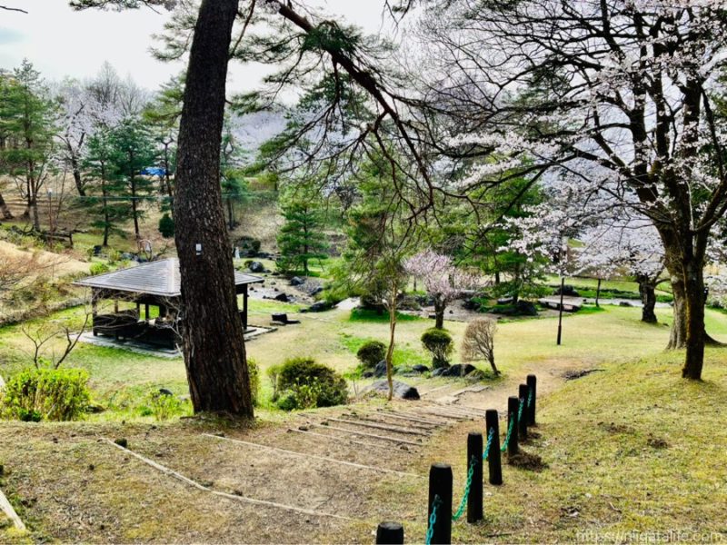 長岡の蒼柴神社と悠久山公園の桜を