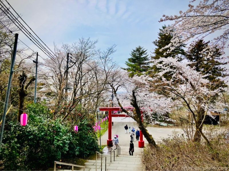 長岡の蒼柴神社と悠久山公園の桜を