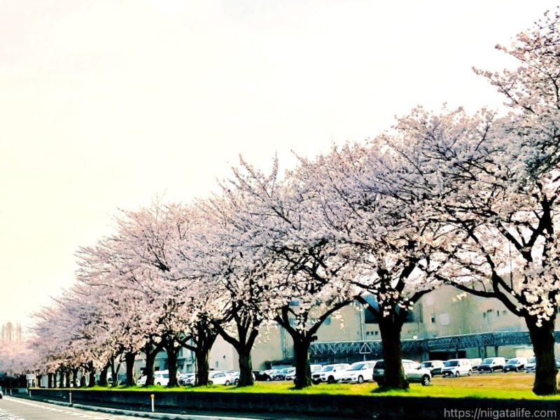 小千谷市内3か所の桜スポットを巡ってみました
