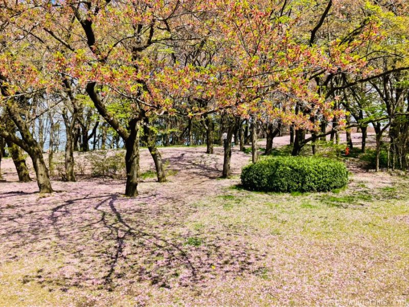 鳥屋野潟公園鐘木エリア