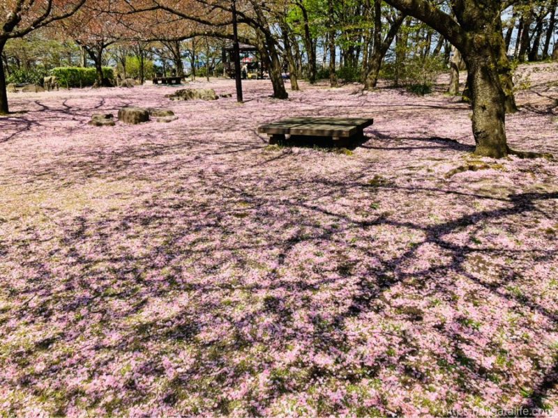 鳥屋野潟公園鐘木エリア