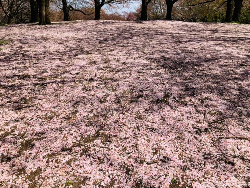 鳥屋野潟公園鐘木エリア