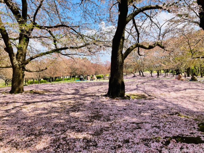 鳥屋野潟公園鐘木エリア