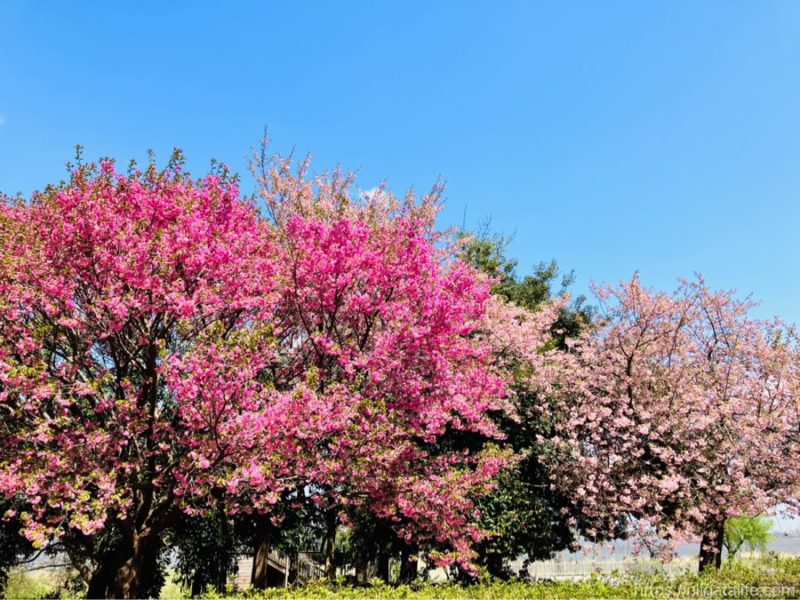 鳥屋野潟公園鐘木エリア