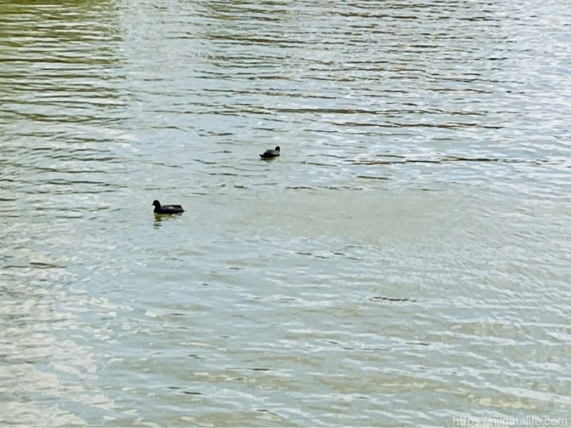 鳥屋野潟公園鐘木エリア
