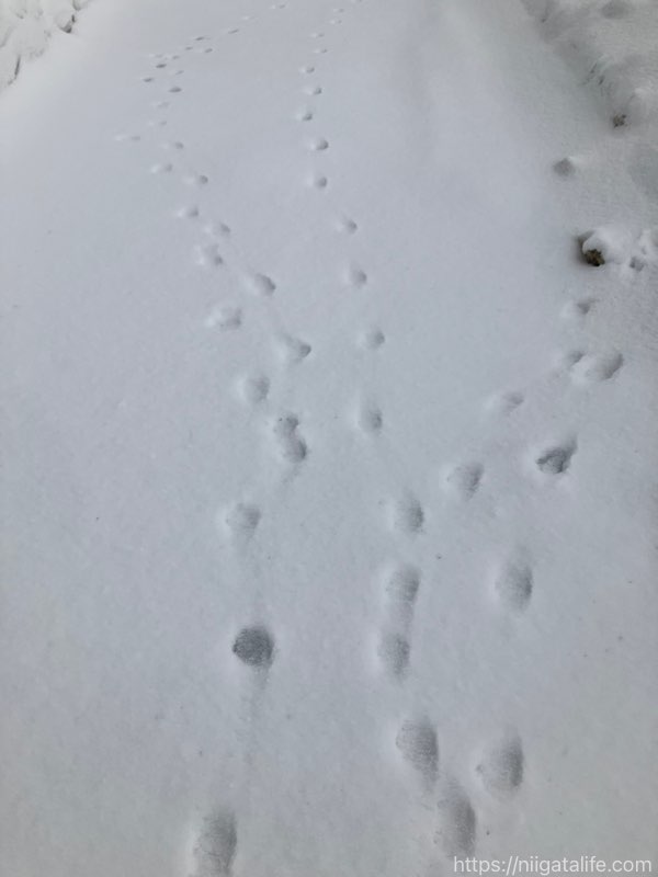 謎・巨大招き猫