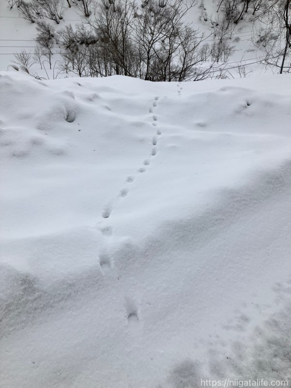 謎・巨大招き猫