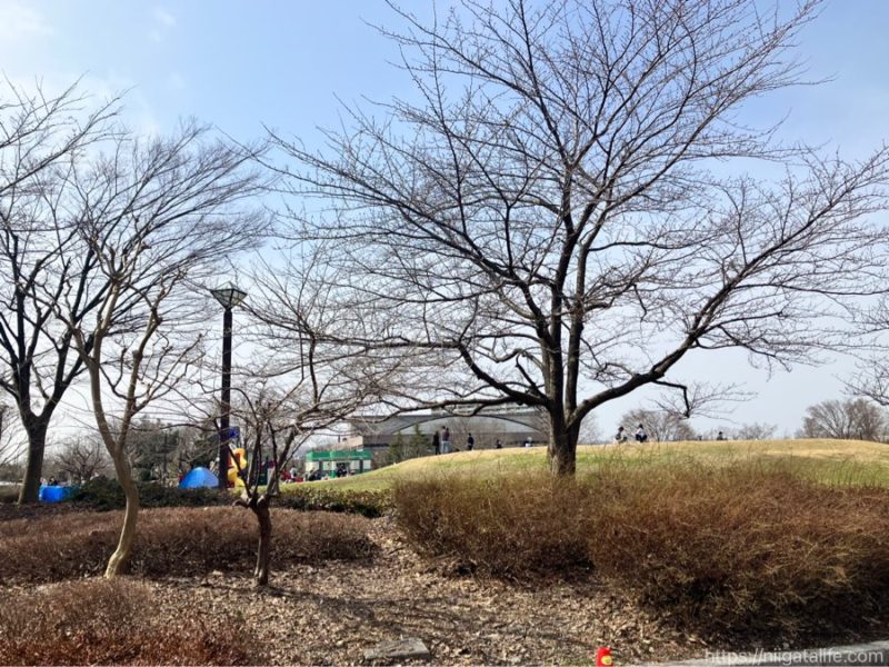 長岡・雪鹿のジェラート