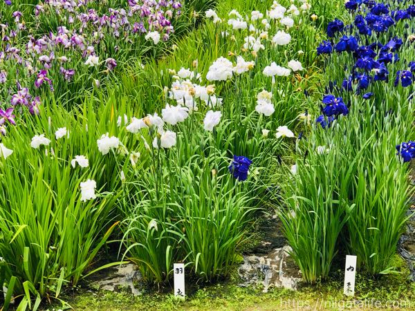 「花菖蒲まつり」見頃で満開！しらさぎ森林公園へ
