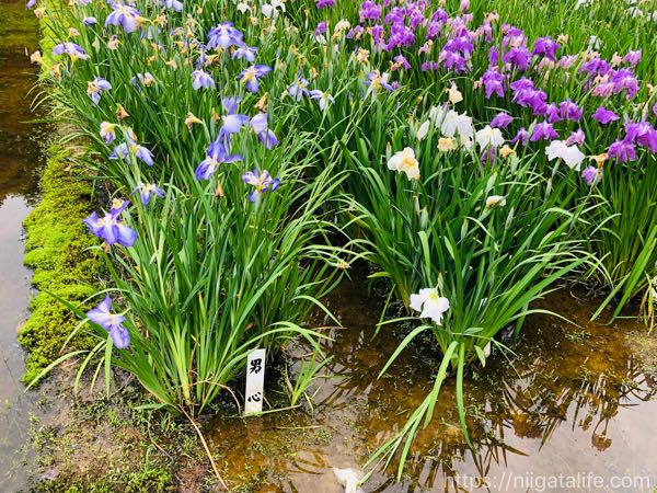 「花菖蒲まつり」見頃で満開！しらさぎ森林公園へ