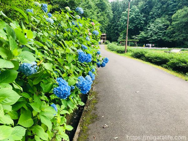「花菖蒲まつり」見頃で満開！しらさぎ森林公園へ