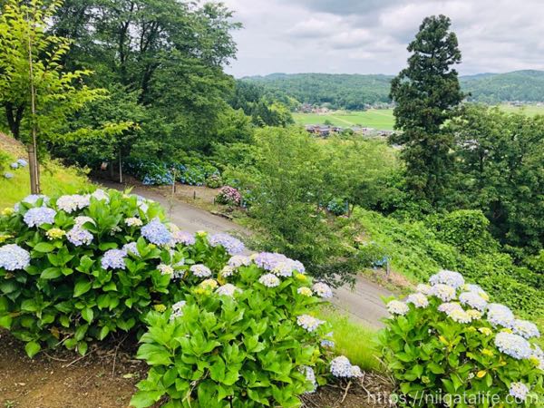 紫陽花と見附一望の「水道山公園」