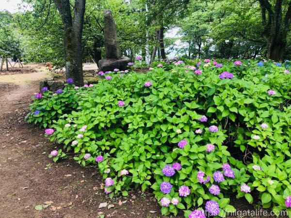 紫陽花と見附一望の「水道山公園」