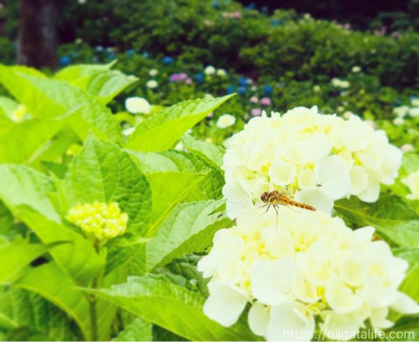 紫陽花と見附一望の「水道山公園」