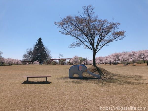 越路河川公園 桜と