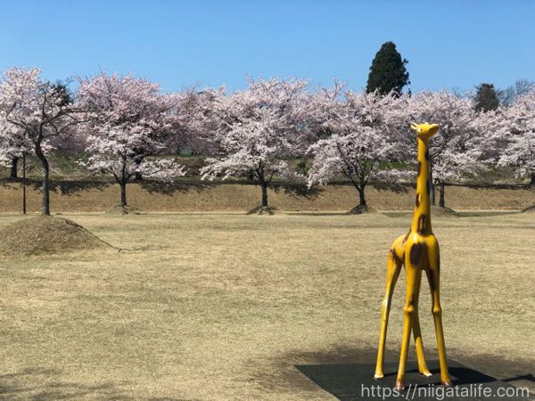 越路河川公園 桜と