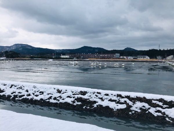 白鳥が飛来する西山「長嶺大池」へ！ロケーションすごい神社も発見