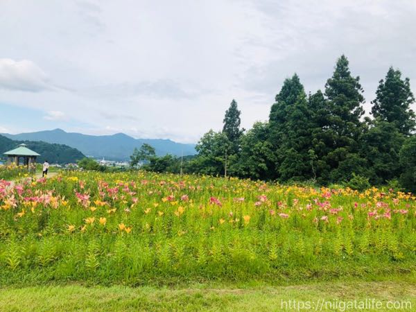 堀之内「月岡公園」のユリ祭り