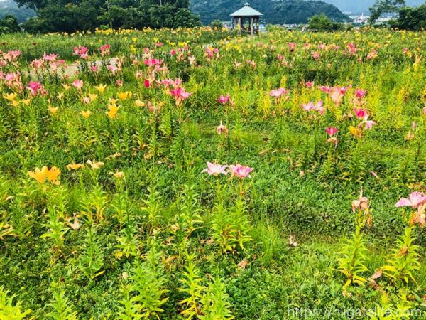 堀之内「月岡公園」のユリ祭り