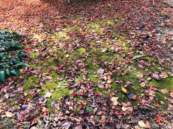 【見頃】もみじ園で紅葉満喫！新しい茶屋でほたる焼き！