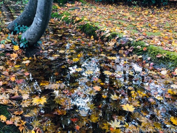【見頃】もみじ園で紅葉満喫！新しい茶屋でほたる焼き！