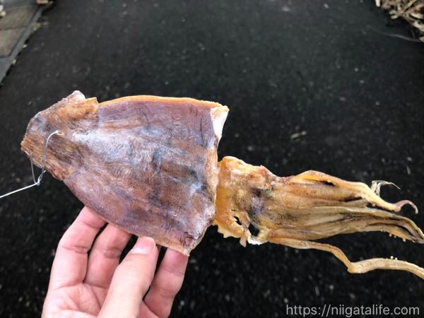 サイノカミ2020！小正月だからスルメを焼こう新潟県立歴史博物館