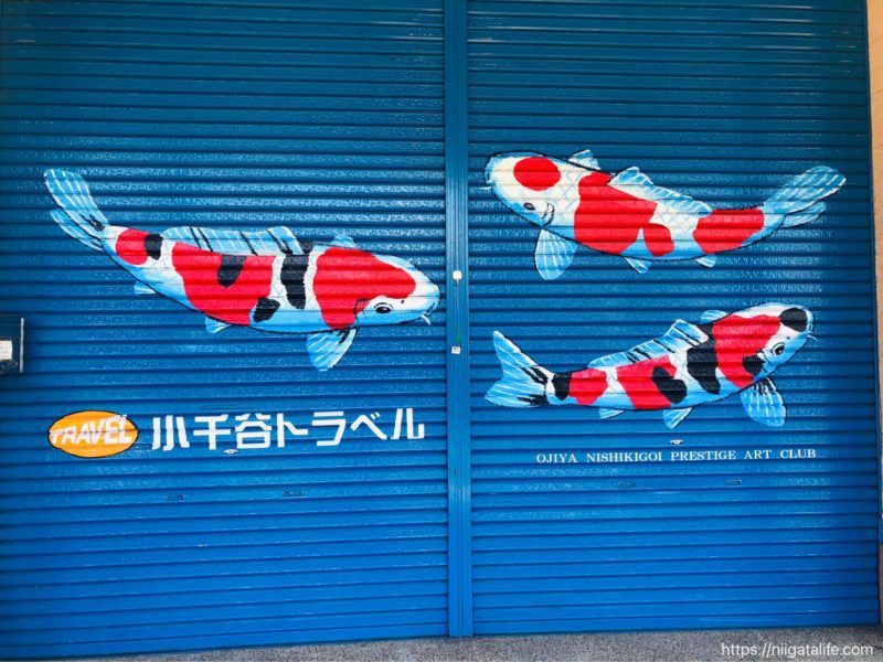 小千谷市内の街角写真 ニシキゴイがいっぱい