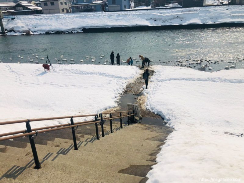 三条の白鳥の郷へ行ってみた