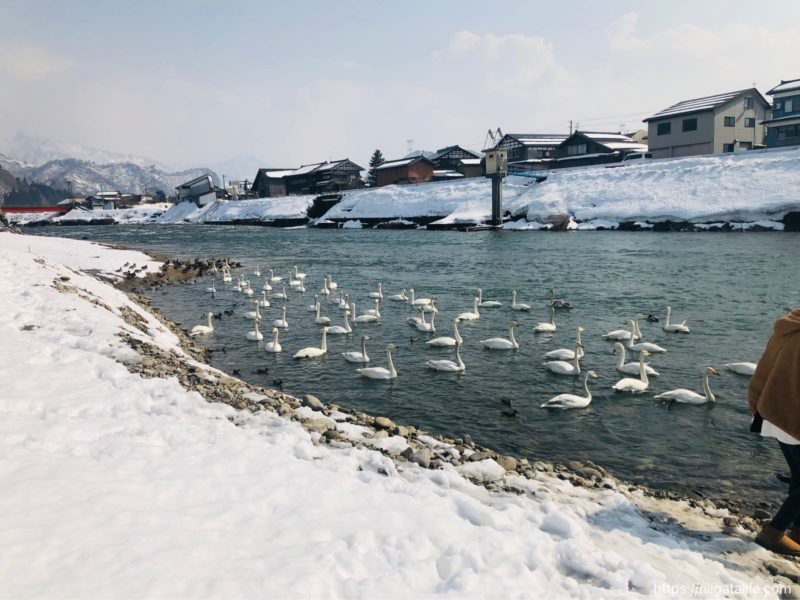 三条の白鳥の郷へ行ってみた