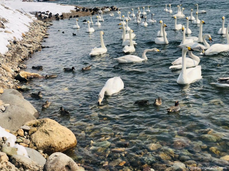 三条の白鳥の郷へ行ってみた