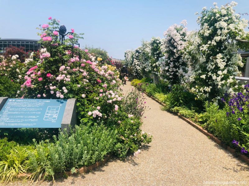 【2021年】丘陵公園の満開のバラ＆バラソフト