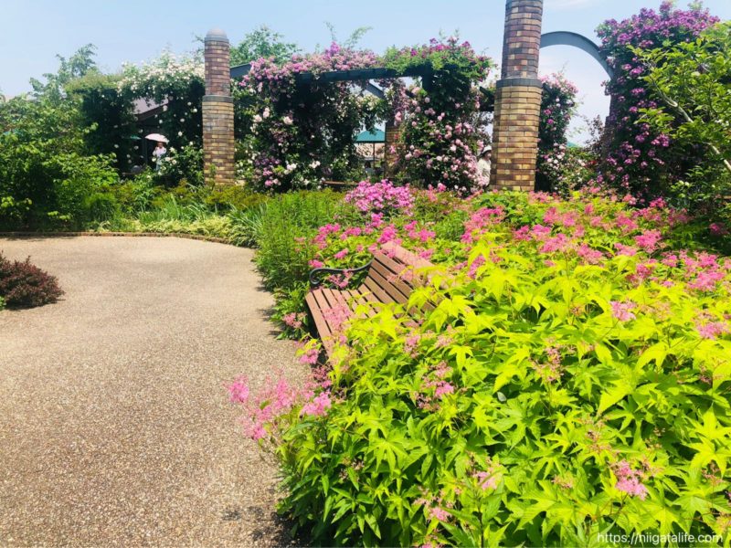 【2021年】丘陵公園の満開のバラ＆バラソフト