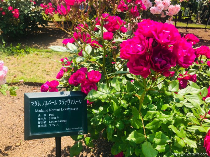 【2021年】丘陵公園の満開のバラ＆バラソフト