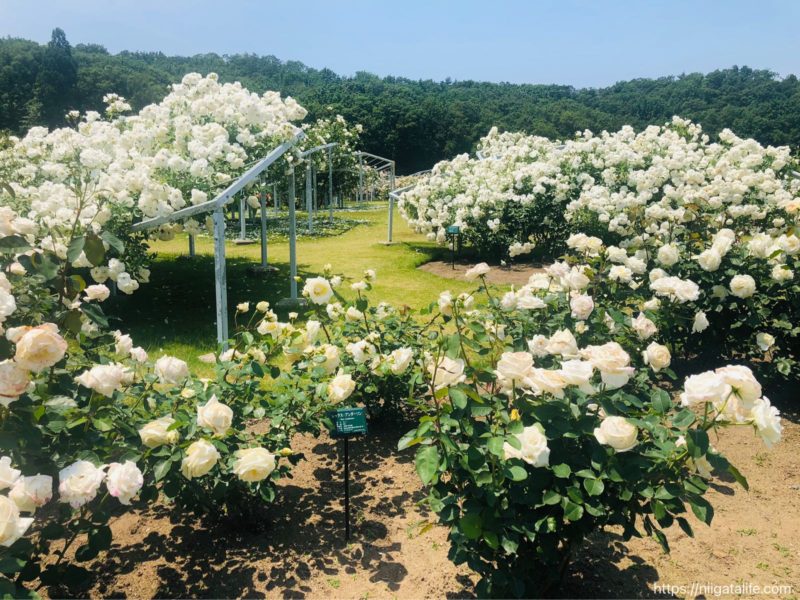 【2021年】丘陵公園の満開のバラ＆バラソフト
