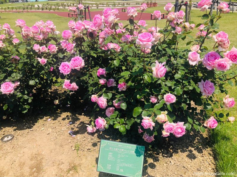 【2021年】丘陵公園の満開のバラ＆バラソフト