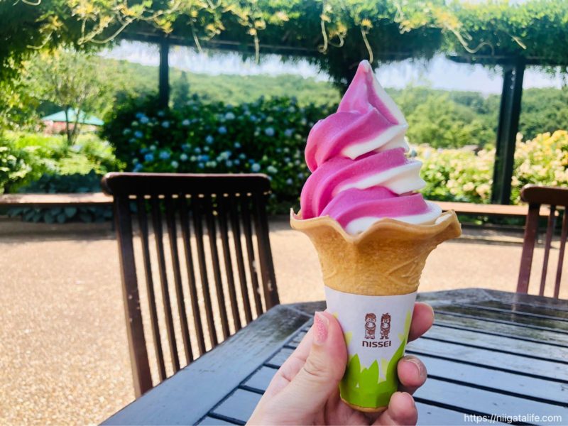 【2021年】丘陵公園の満開のバラ＆バラソフト