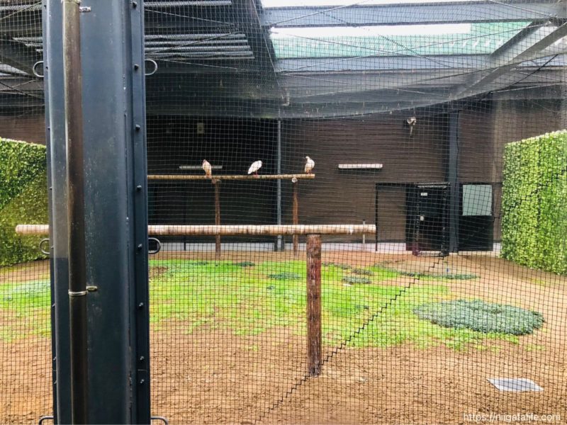 長岡｢トキみ〜て｣で初トキ観察！佐渡じゃなくても見れるんだ