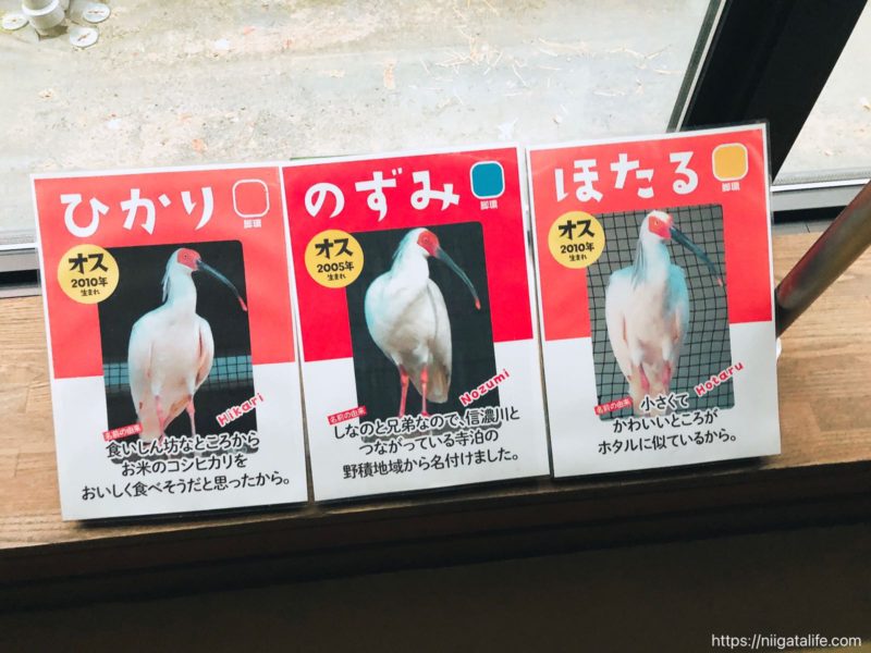 長岡｢トキみ〜て｣で初トキ観察！佐渡じゃなくても見れるんだ