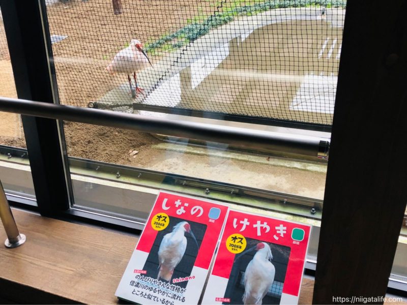 長岡｢トキみ〜て｣で初トキ観察！佐渡じゃなくても見れるんだ