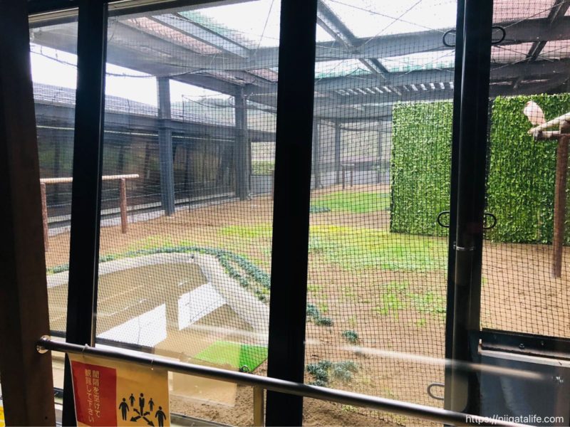長岡｢トキみ〜て｣で初トキ観察！佐渡じゃなくても見れるんだ