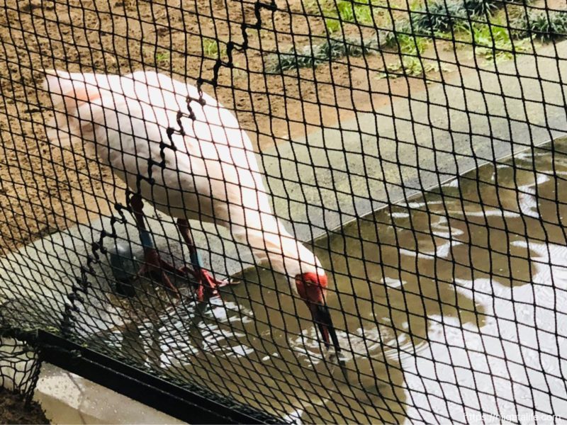 長岡｢トキみ〜て｣で初トキ観察！佐渡じゃなくても見れるんだ